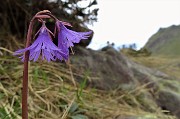 41 Sciolta la neve, cresce la soldanella alpina